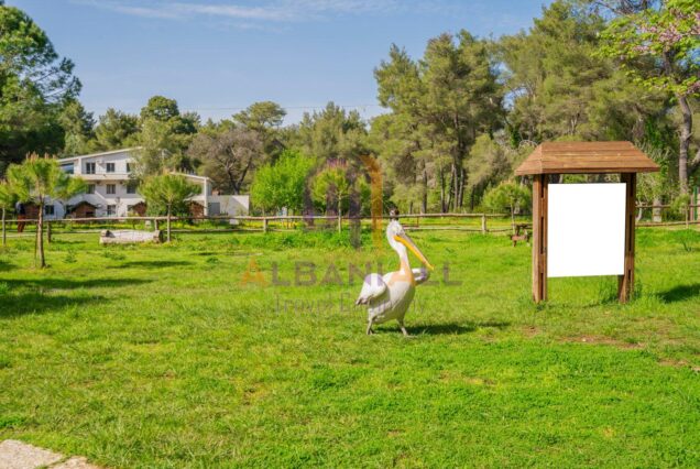 E-13 Divjaki Park with Pelicans